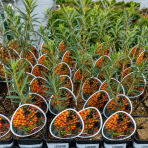 Rakytník rešetliakový (Hippophae rhamnoides) ´SLNIEČKO´ - výška 30-40 cm, P9 - SAMICA 